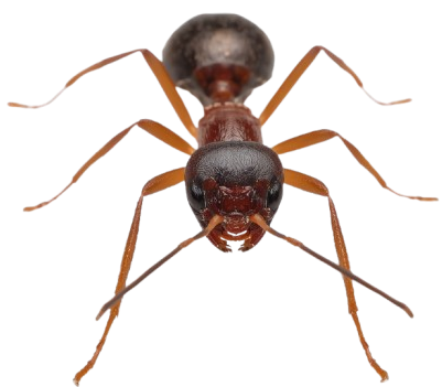 Ant