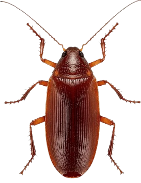 Cockroach