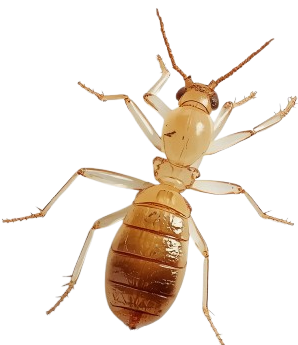Termite